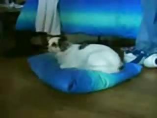 Bērni, sekss, krēslu, dzimuma krēslu labākās grupas porno